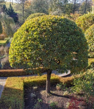 Well-maintained round topiary tree in a landscaped garden setting.
