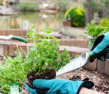 Gardener planting herbs in a garden bed with a trowel and gloves.