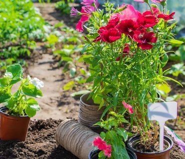 Colorful flowers and plants in a garden bed with soil and gardening containers.