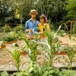 People gardening in a lush outdoor vegetable garden with corn and other plants.