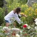 Woman gardening in a lush flower garden with a dog nearby.
