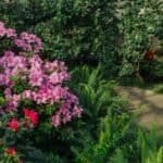 Lush garden with pink azaleas and green ferns in a landscaped yard.